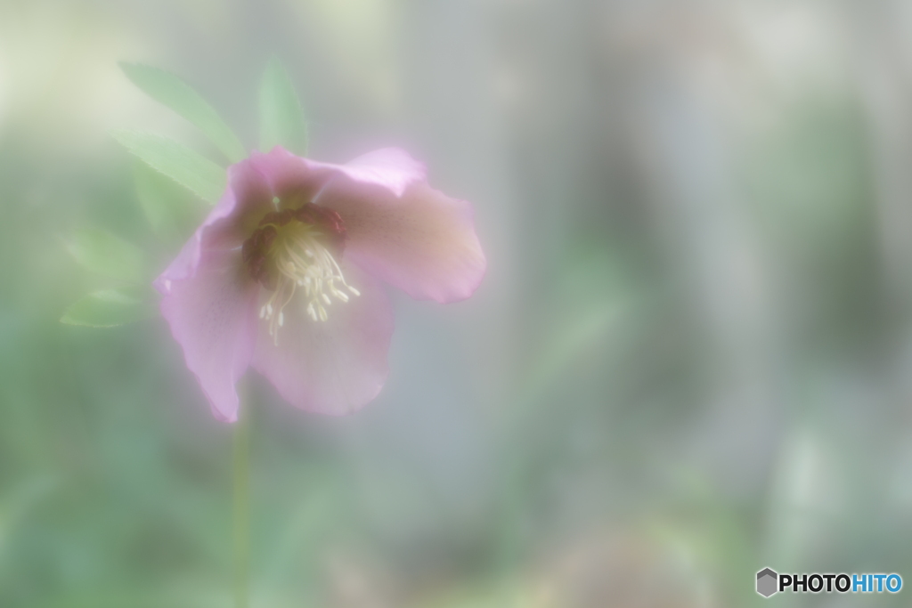 「桃色吐息」