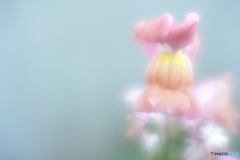 「Snapdragon」