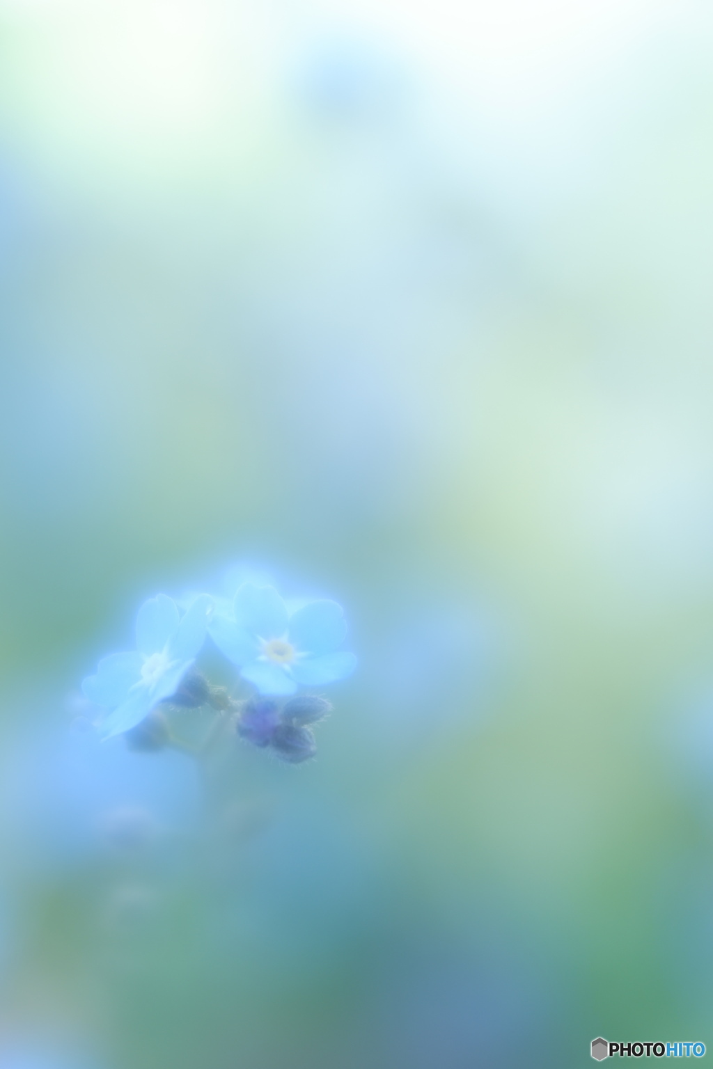 「野原紫」