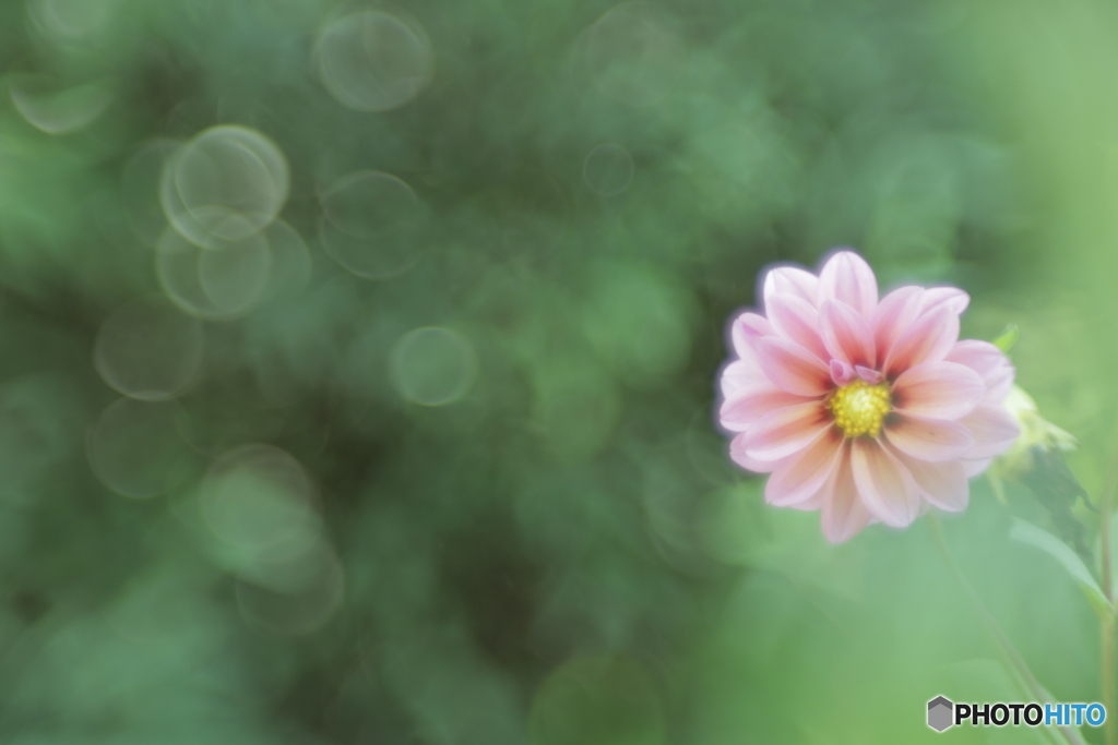 「Dahlia」