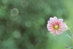 「Dahlia」