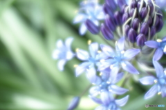 「Scilla peruviana」