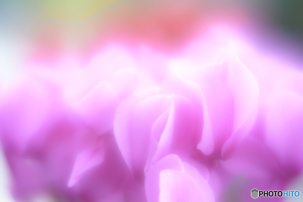 「Cyclamen」