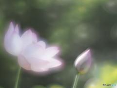 「Lotus」