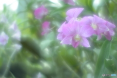 「Dendrobium」