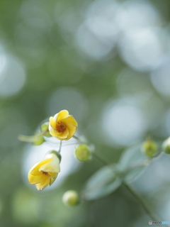 「天涯の花 2024」