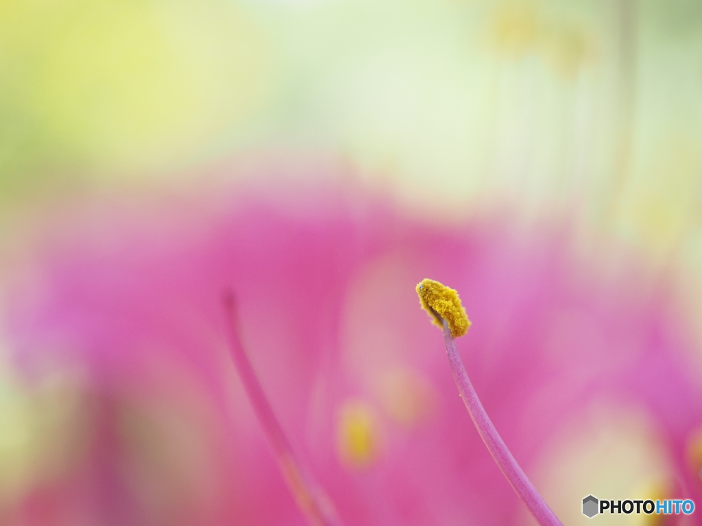 「Lycoris」