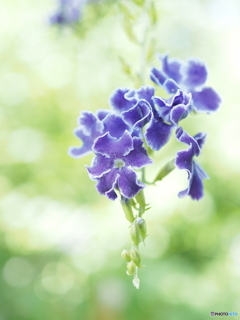 「Duranta‘Takarazuka’」