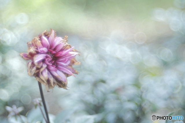 「成熟か・・・」