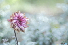 「成熟か・・・」