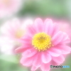 「Zinnia」