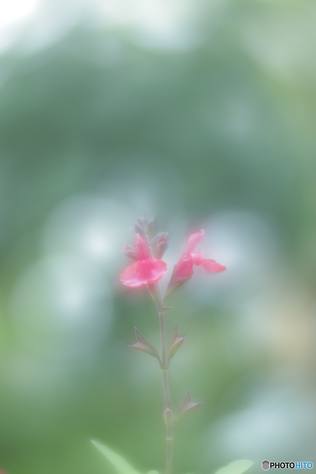 「Hot Lips」