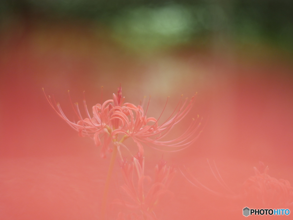「灯籠花」