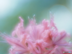 「Nerine」