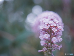 「Butterfly bush」