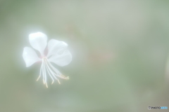 「霧の中の白蝶」