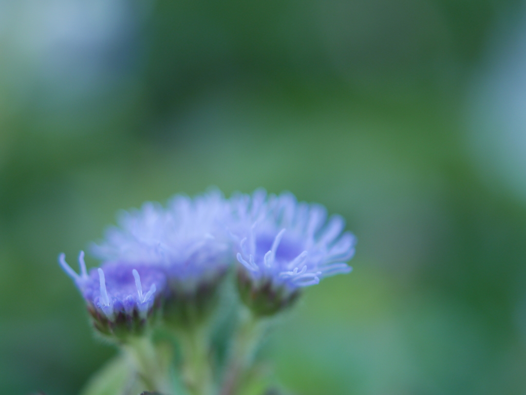 「Ageratum conyzoides」