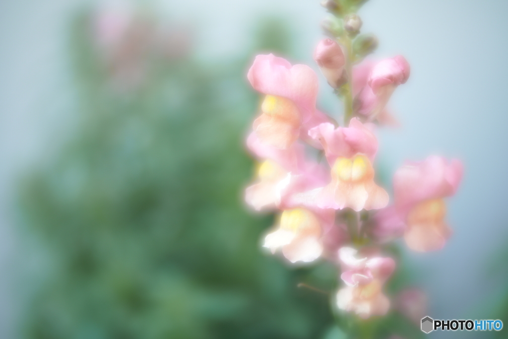「Snapdragon-Ⅱ」