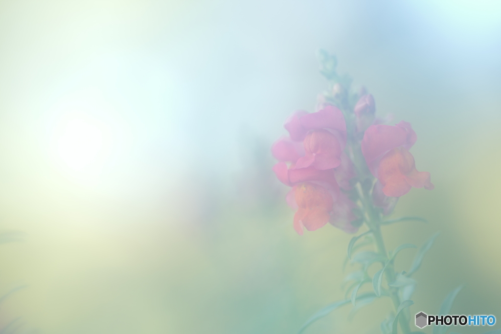 「Antirrhinum majus」