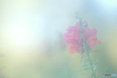 「Antirrhinum majus」