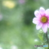 「 Dahlia」