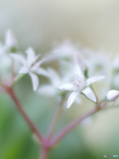 「花月」