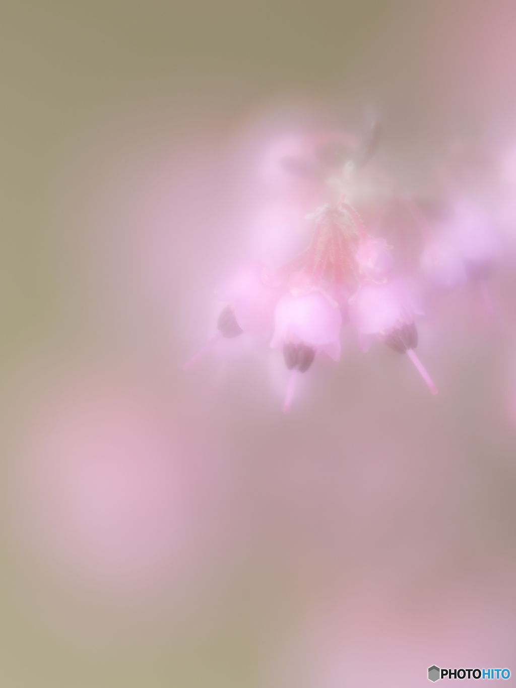 「Erica」
