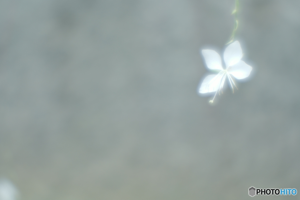 「滲む白蝶・・・」