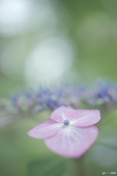 「ようこそ・・・」