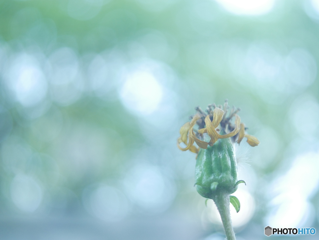 「第二形態」