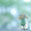 「第二形態」