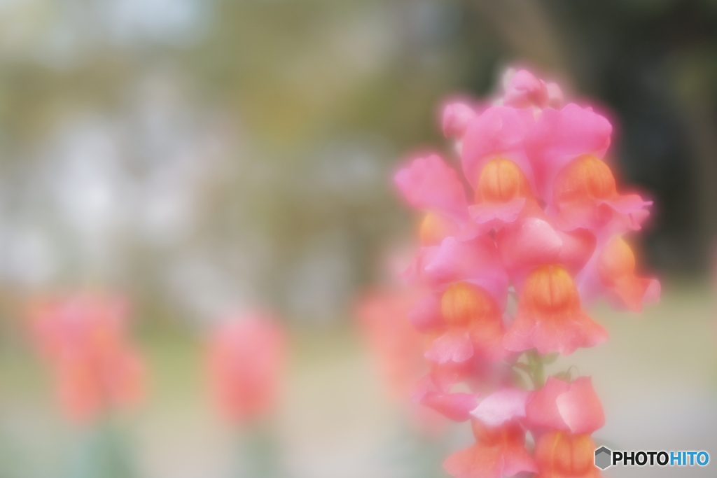 「Lensbaby Velvet 28」