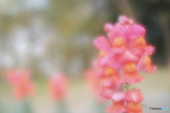 「Lensbaby Velvet 28」