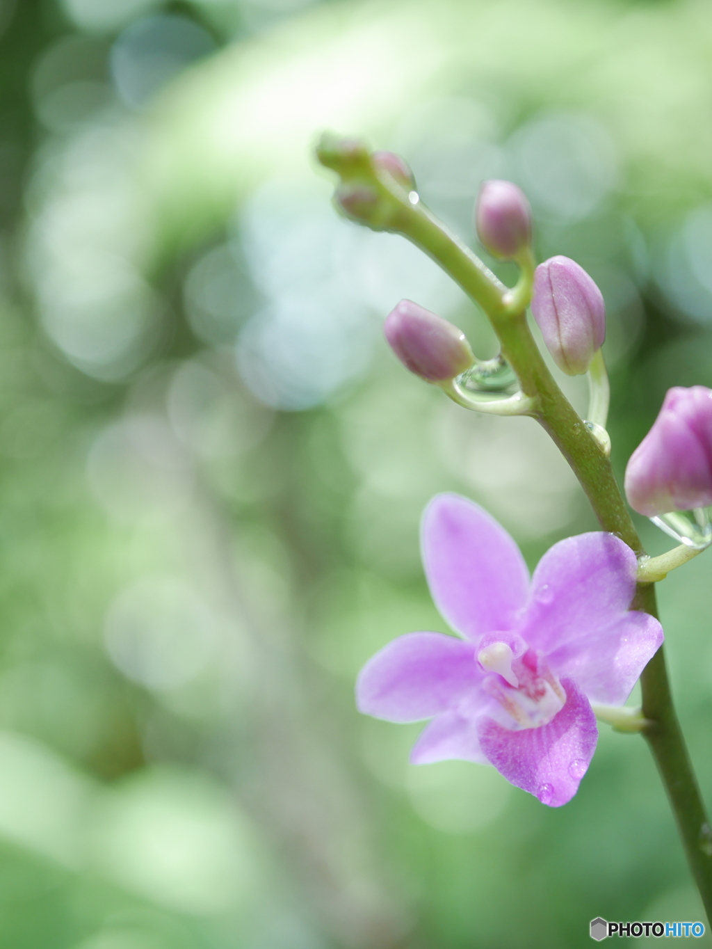 「Phalaenopsis equestris」