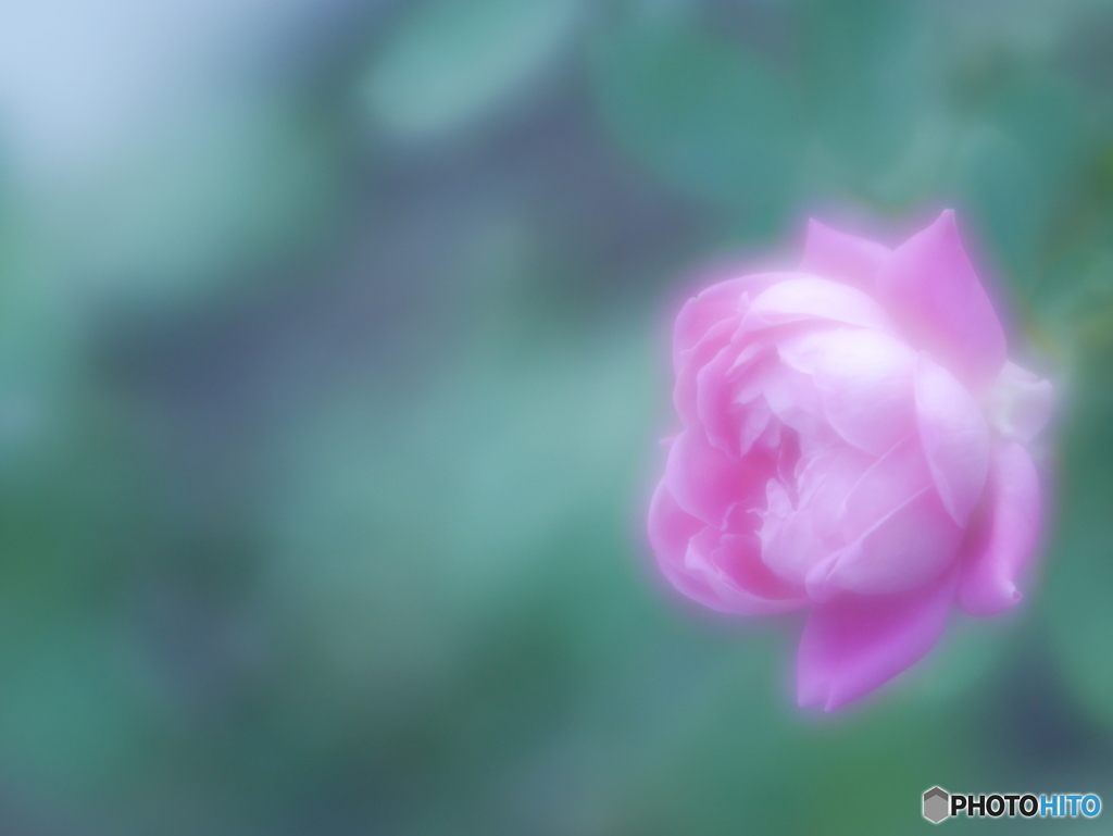 「Pink Double Knock Out」