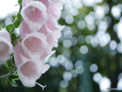 「Digitalis」