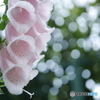 「Digitalis」