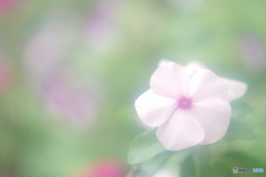 「日々草」