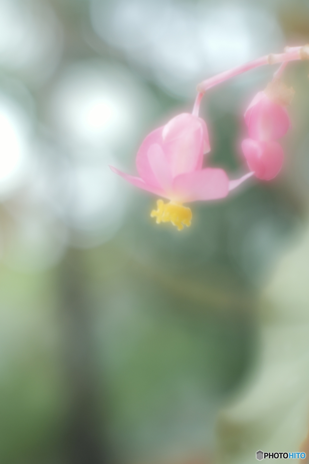 「Begonia grandis」