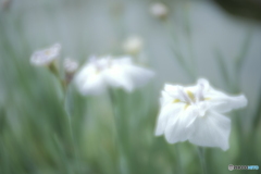 「水無月の華-Ⅱ」