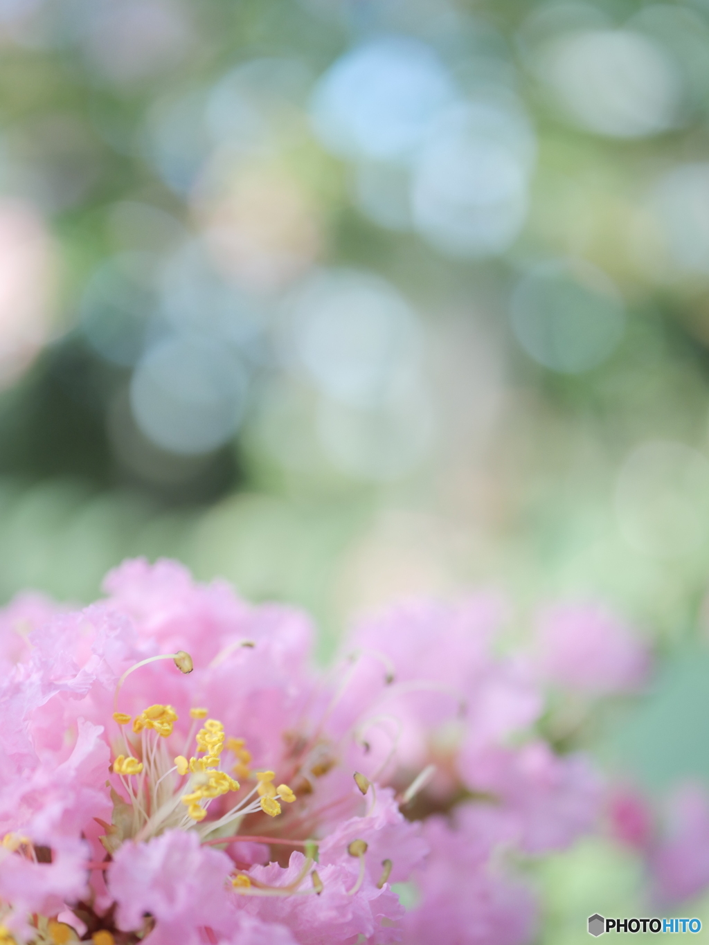 「Lagerstroemia indica」