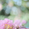 「Lagerstroemia indica」