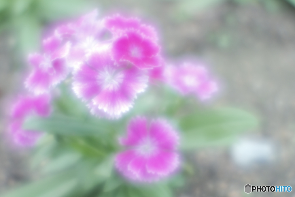 「Dianthus」
