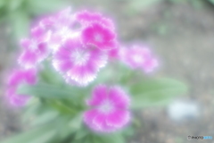 「Dianthus」