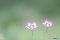 「霧中ナデシコ」