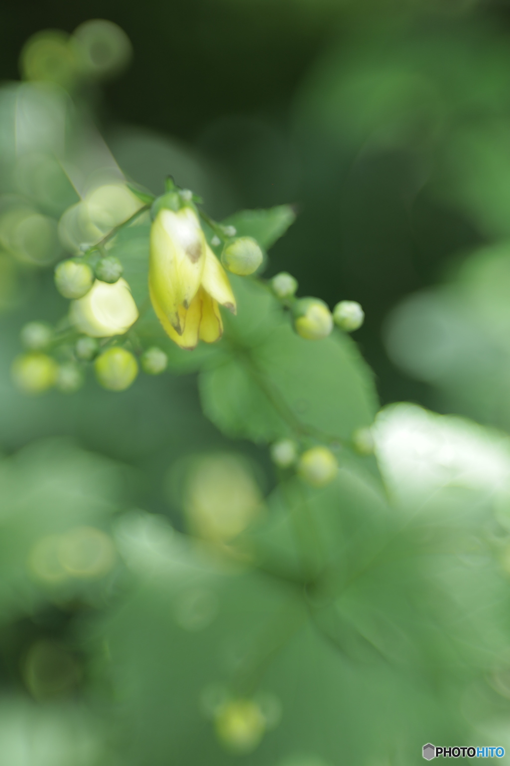 「天涯の花 2025」