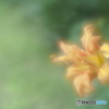 「Soft Focus Ⅱ」