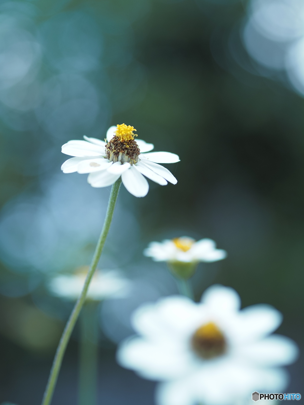 「Zinnia」