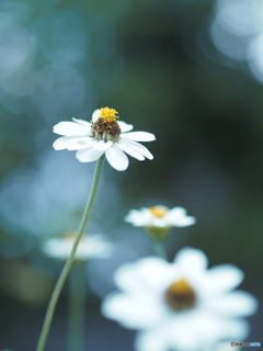 「Zinnia」
