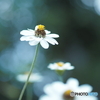 「Zinnia」